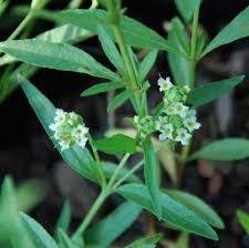 Image result for Lippia