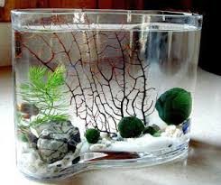 Ane mau berbagi hasil keisengan ane kemarin nih, ya iseng iseng berhadiah lah, dan ternyata beneran. Cara Membuat Aquarium Mini Dari Barang Bekas Travel Link