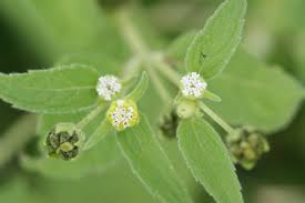 Image result for Blainvillea acmella