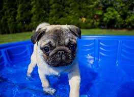 Can Pugs Swim A Guide To Swimming With Pugs