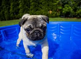 can pugs swim a guide to swimming with pugs