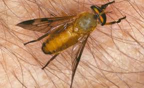 Check spelling or type a new query. Yellow Fly Diachlorus Ferrugatus