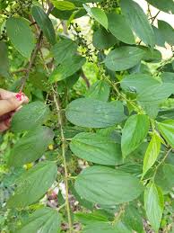 Image result for Trema sp A