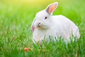 The rabbit breeds that are more suitable for children in adelaide are dwarf lop, dutch, new zealand white or the giant breeds. Dental Care For Rabbits Guinea Pigs Petbarn