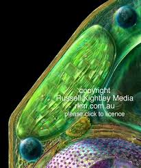Plants are complex organisms that are designed specifically to absorb energy, create glucose, and release oxygen into the environment. Chloroplast The Organelle Where Photosynthesis Occurs In A Plant Cell By Russell Kightley Media