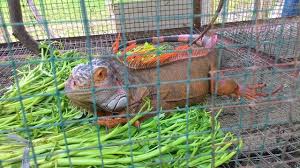 Wisata Taman Rusa Banda Aceh Sibreh Steemit