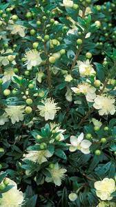 Myrtus Communis Tarentina Tarentum Myrtle Or Common Myrtle Garden Shrubs Shrubs Myrtle Flower
