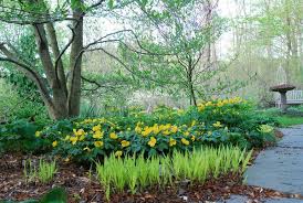 Naturehills.com sells a plethora of large types of shrubs that produce flowers for honey bees. Shopping Your Garden The New York Times