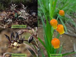 Image result for Colchicaceae