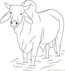 38+ bucking bull coloring pages for printing and coloring. Bull Printable Coloring Pages Coloring Home