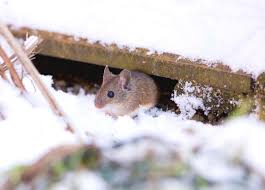 Let's go through the pest that you are most likely to experience during each season. Start Preparing For Winter Pests Tips From Advantage Pest Control Toronto Pest Control Exterminator Toronto Toronto Rats