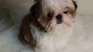 Facebook'ta shih tzu puppies for sale'nin daha fazla içeriğini gör. Imperial Shih Tzu Puppies Shih Tzu Puppies For Sale Youtube