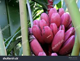Image result for Musa acuminata