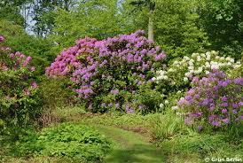 Schmucke begleiter im garten der vielseitige rhododendron kann im garten mit. Rhododendron Blute Im Britzer Garten