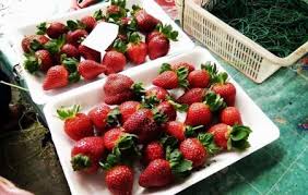 Big red strawberry farm is a agrotourism park growing hydroponic strawberries and organic vegetables. Eq Strawberry Farm Cameron Highlands Ticket Price Timings Address Triphobo