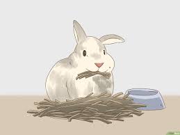 We did not find results for: Cara Mengetahui Kehamilan Kelinci 10 Langkah Dengan Gambar