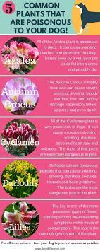 Azaleas are shrubs that are used to beautify your landscaping. 5 Common Plants That Are Poison To Dogs Plants Poisonous Dogs