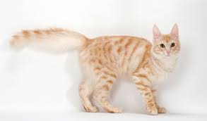 What is an angora cat? Turkish Angora Cat Breed Information