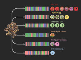 Image result for Brachycorythis buchananii