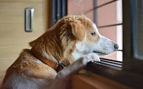 Für die erziehung zur stubenreinheit sicher ist die frage, wie lange man seinen hund alleine lassen kann sehr interessant. Katze Hund Alleine Lassen Dehner