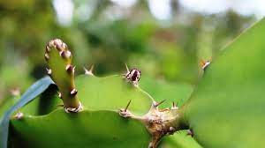 Dragon fruit grows on cactus plants which love warm, humid climates and needs very little water. Red Dragon Fruit Plant New Stem Growth Youtube