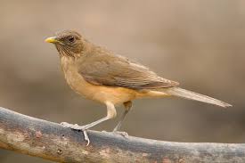 Common Birds Of West Texas Clay Coloured Thrush South Texas To Northern Colombia West And North Of The Isthmus Of Tehuantepec It Is Birds Photography Art Wild Birds Bird Photography