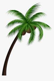 We have stored some of the best and natural coconut tree images with sunset, sea beach and farm field background. Palm Tree Top View Png Coconut Tree Clipart Png Transparent Png Transparent Png Image Pngitem
