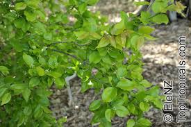 Image result for Strychnos lucens