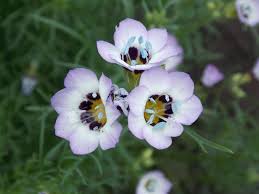 Image result for Polemoniaceae