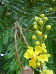 Image result for Peltophorum africanum