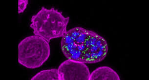 The captured images are analyzed by our. New Views Of Malaria Parasites Centre For Dynamic Imaging