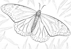 Monarch Butterfly Coloring Page Free Printable Coloring Pages Monarch Butterflies Art Butterfly Art Painting Flower Drawing Tutorials