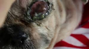 Information about adopting this shih tzu dog in york, sc, 29745. Eye Infections 2 5 The 16 Year Old Shih Tzu Has A Badly Infected Left Eye Pt 2 Youtube