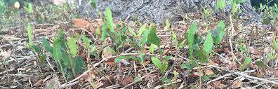 Mow tree suckers mow suckers that grow along shallow roots of trees, being careful not to nick the tree trunk or damage any. What Can I Do About Those Sprouts Under My Oak Tree Gill Garden Center Landscape Co
