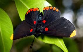 Check spelling or type a new query. Butterfly Black Wallpaper 1920x1200 11989