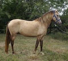 In 2016 karen's quarter horse & buckskin ranch had 2 of our horses place top 5 at the international buckskin horse association world show in dun factor. Silver Buckskin Rocky Mountain Horse Het Silver Het Agouti Bay Het Cream Horses Pretty Horses Horses For Sale