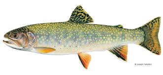 Maybe you would like to learn more about one of these? Brook Trout Vermont Fish Wildlife Department