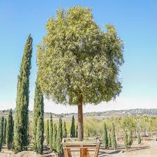 Image result for Salacia rhodesiaca