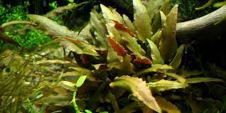 Sri lanka, found in freshwater springs and rivers. Cryptocoryne Beckettii Guide The Aquarium Guide