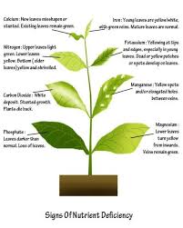 a visual guide to plant nutrient deficiency tomato plant