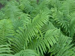 There are around 12 000 fern can survive in various climates and on different altitudes. Fern Field Of Ferns Sponsored Paid Sponsored Field Ferns Fern Stock Photography Free Vector Design Graphics Plant Leaves