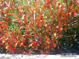 Image result for Scleria laxiflora