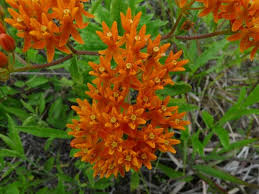 Image result for Asclepias foliosa
