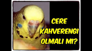 Akilli Yemlik Modifiye 2 Yem Haznesi Genisletme Youtube