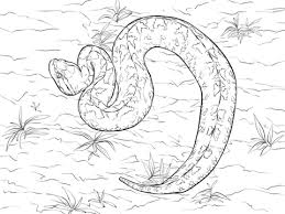 Search through 623,989 free printable colorings at getcolorings. Western Diamondback Rattlesnake Coloring Page Free Coloring Library