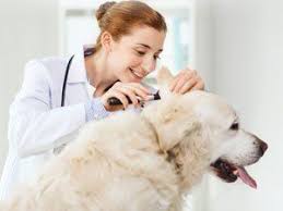 Care pet clinic is the best pet facility in columbus, ohio omg.words can not explain how wonderful, amazing, dr beer and staff are at this clinich they have been taking care of nina for about 6 years and they love her and she loves them. Pet Care Specialists Veterinary Hospital Columbus Ne