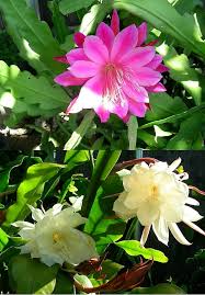 Image result for Oxypetalum