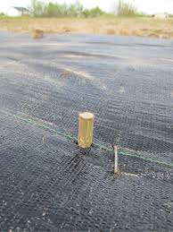 Hybrid Cuttings Grow A Windbreak And Screen In One Season