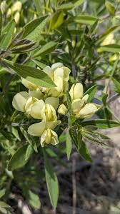 Image result for Voacanga bracteata