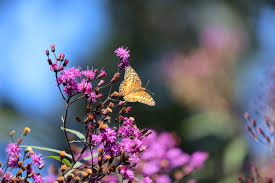 Image result for Vernonia turbinella